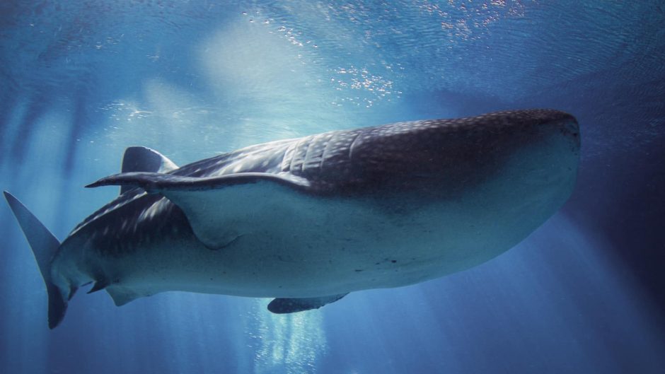 Nugaišo didžiausia Džordžijos akvariume laikyta bangininių ryklių patelė