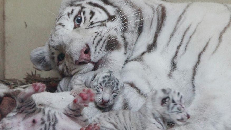 Lenkijos zoologijos sode gimė keturi liūtų ir trys tigrų jaunikliai