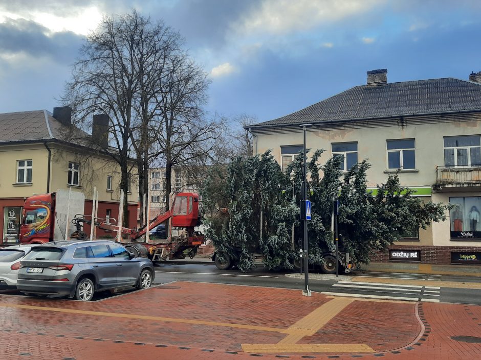 Į Kretingos Rotušės aikštę atkeliavo Kalėdų eglė