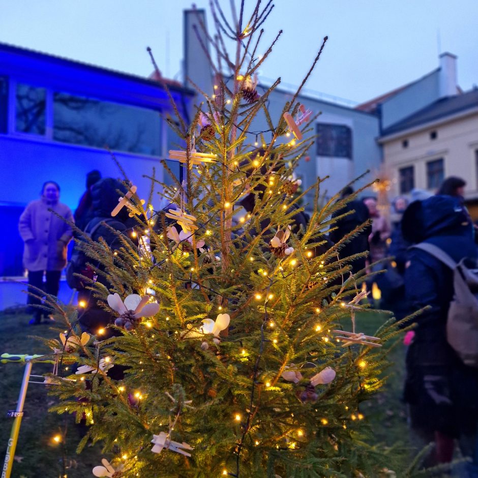 Saulės laikrodžio kiemelyje įžiebta pusšimtis eglučių