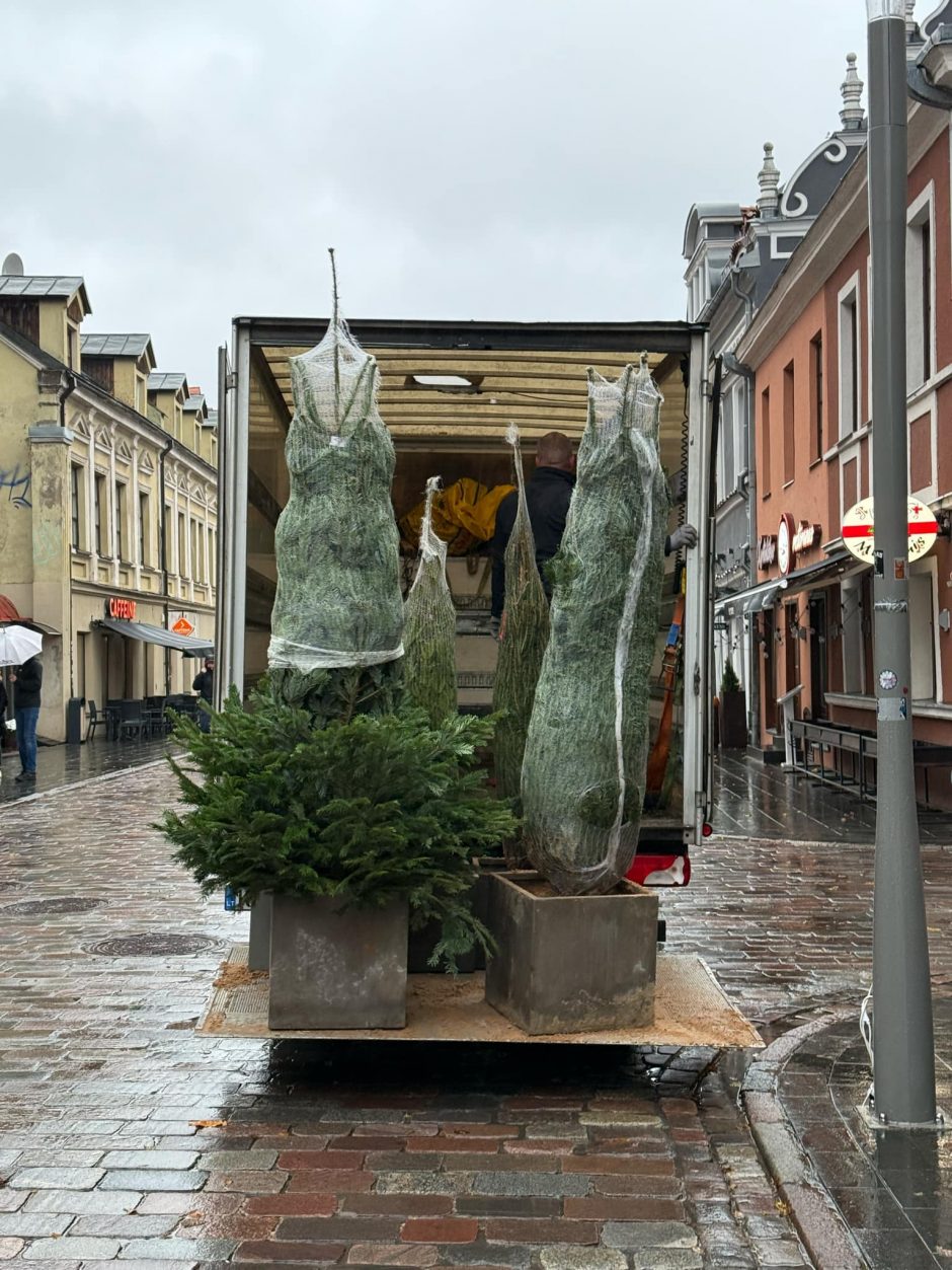 Pasiruošimas Kalėdoms: Kauno senamiestyje jau rikiuojamos eglutės