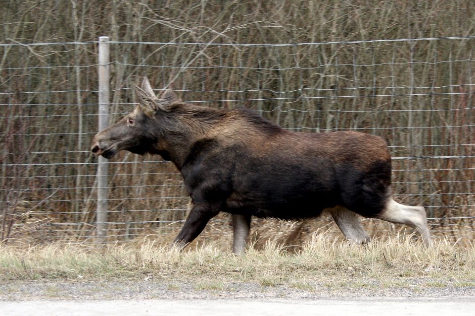 Ugniagesiai skubėjo į pagalbą bebrui ir briedžiui