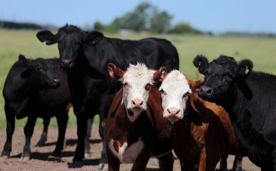 Ugandoje į kelią išėjusi karvė išprovokavo 14 gyvybių nusinešusią avariją