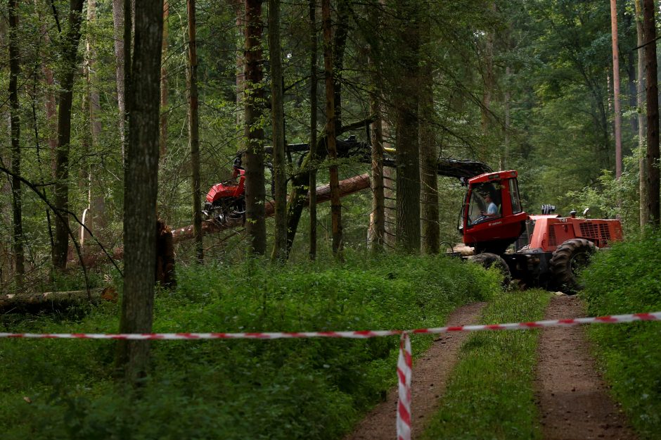 Lenkija laikosi ES teismo draudimo vykdyti kirtimus Beloveže