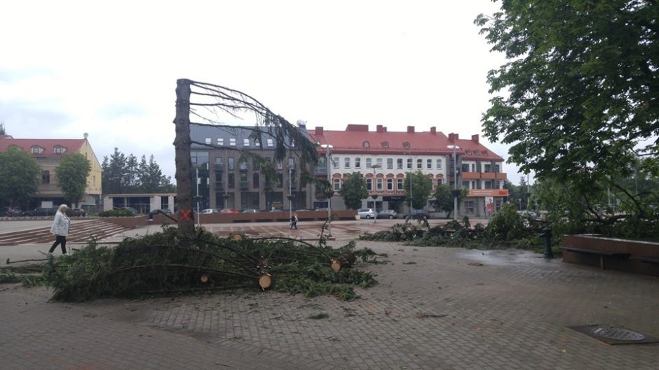Panevėžyje užvirė skandalas dėl Laisvės aikštėje iškirstų medžių