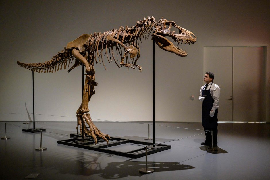 Niujorko aukcione už 6,1 mln. dolerių parduoti stambaus plėšraus dinozauro griaučiai