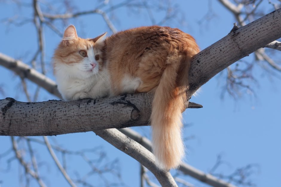 Gelbsti katinus? Susimokėk