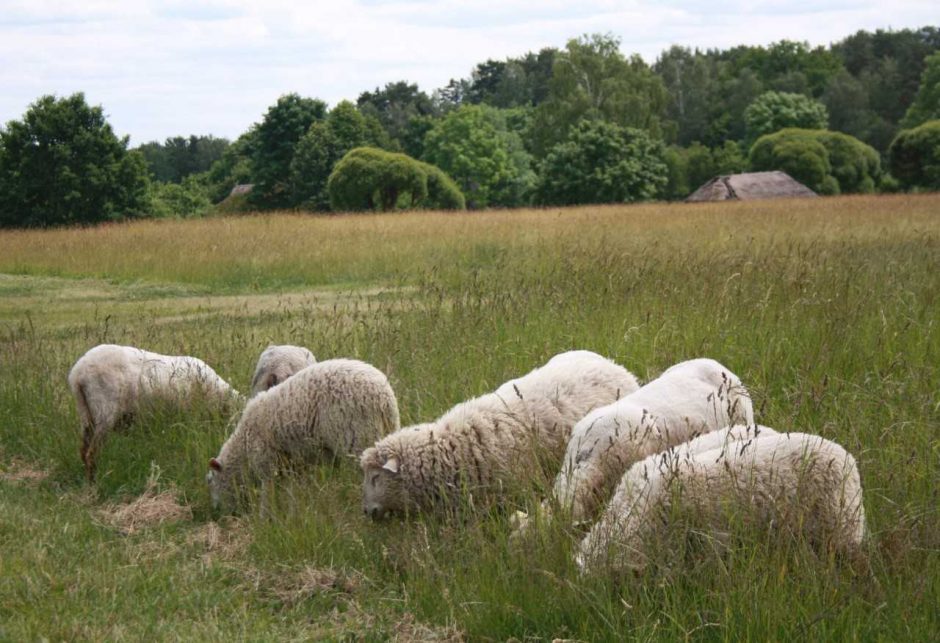Linas suguli šilką, o vilna – vilką