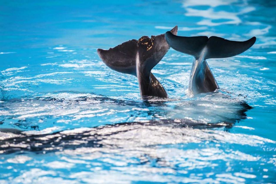 Prasmingos akcijos finišas: delfinų terapiją gavo 15 vaikų