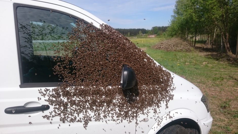 Norite atskirti gerą medų – pažvelkite į bitininko akis