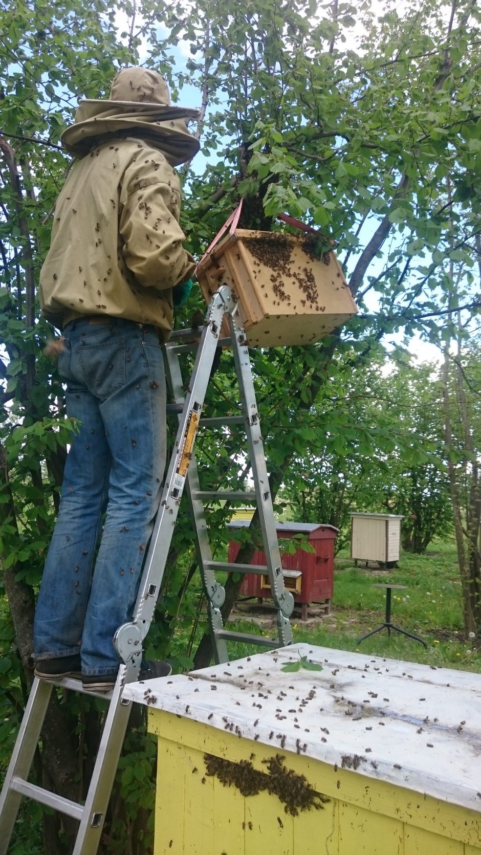 Norite atskirti gerą medų – pažvelkite į bitininko akis