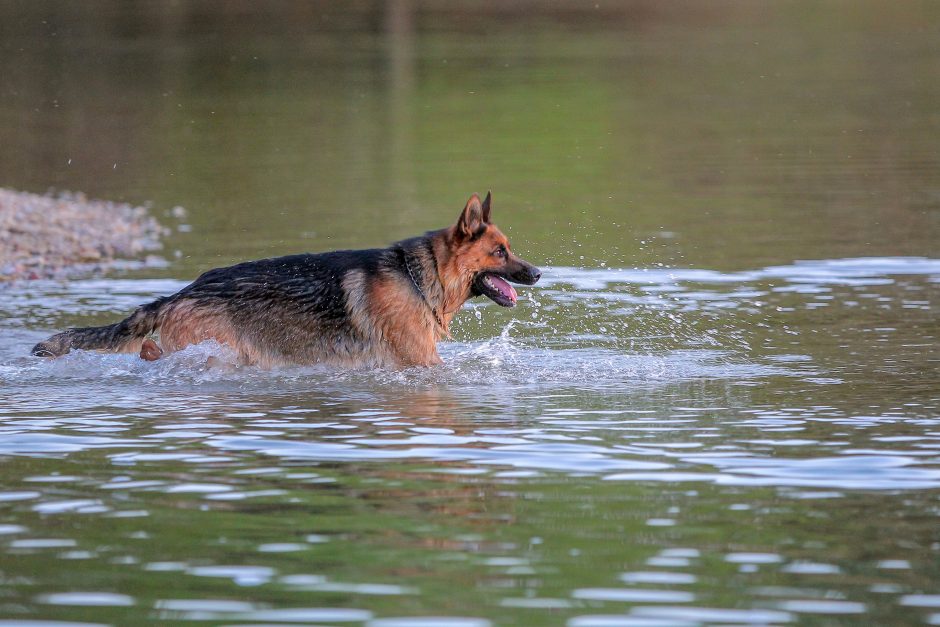 Veterinarų rankose – perkaitę šunys: kai kuriuos teko reanimuoti