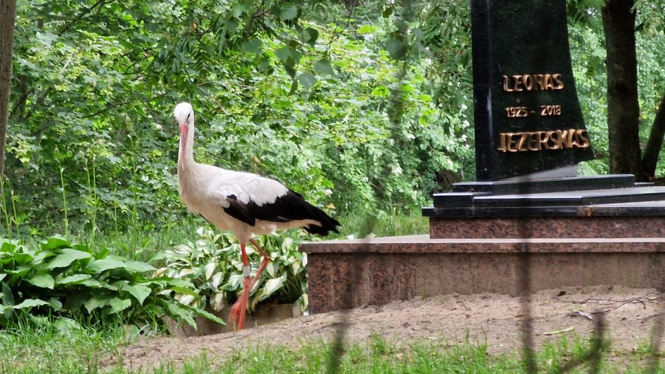 Paukščių draugijoje – ir po mirties