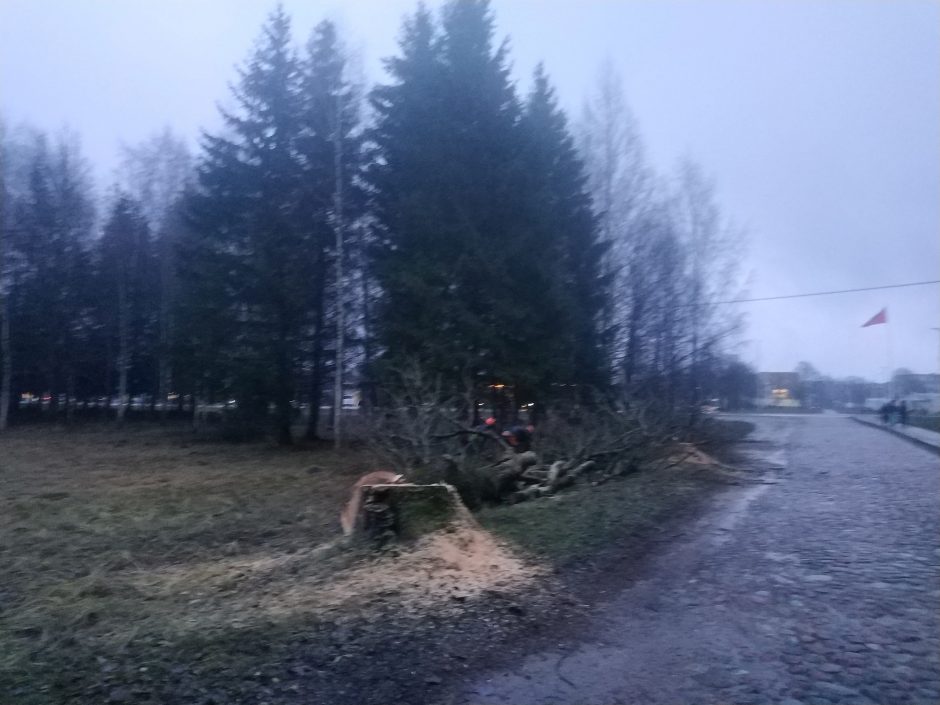 Dėl kertamų medžių Gargžduose – erzelis