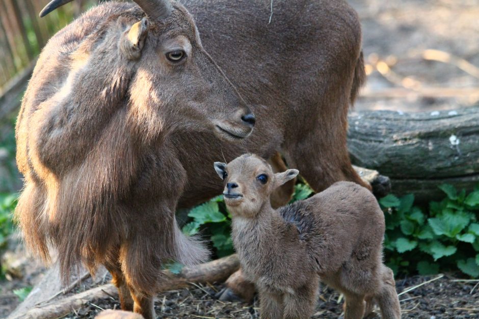 Zoologijos sode Kaune – maži stebuklai