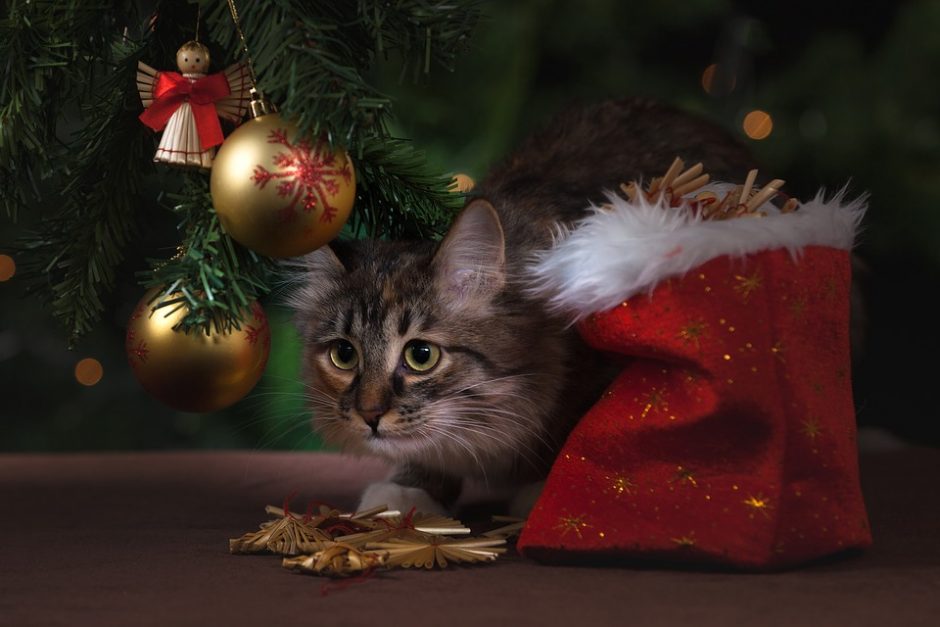 Išbandymas Kalėdų eglei – katė namuose