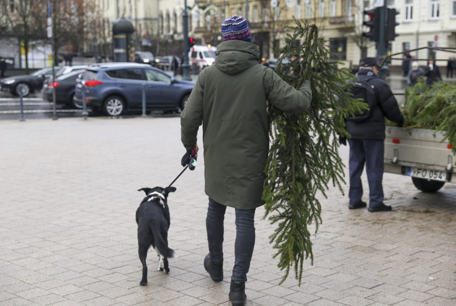 Miškininkai gyventojams dalins eglių ir pušų šakas