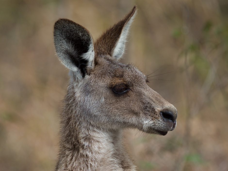 Paaugliai kaltinami užmušę Australijos kengūras