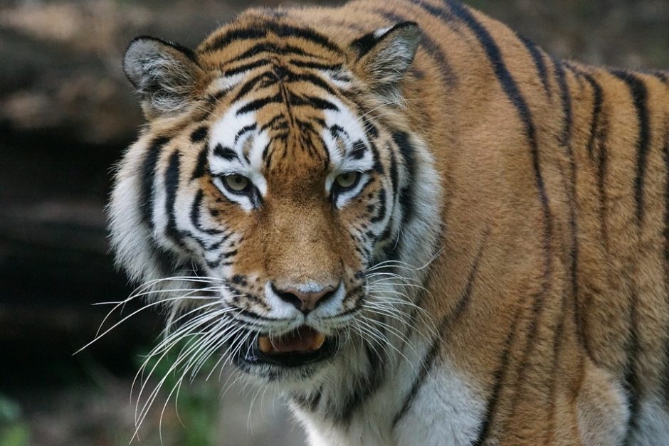 Sumatros nacionaliniame parke tigras sudraskė indonezietį