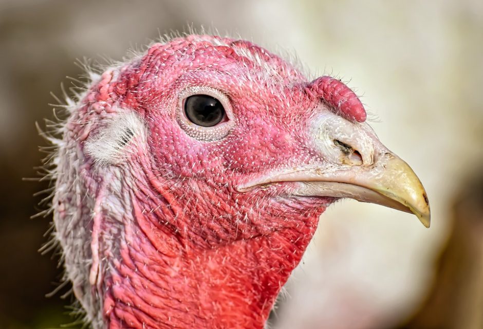 https://kauno.diena.lt/sites/default/files/styles/940x000/public/Vilniausdiena/Vartotoju%20zona/v.virkutyte/turkeys-4556812_960_720_2.jpg?itok=K1YoQtZB https://kauno.diena.lt/sites/default/files/styles/940x000/public/Vilniausdiena/Vartotoju%20zona/v.virkutyte/turkeys-4556812_960_720_2.jpg?itok=K1YoQtZB
