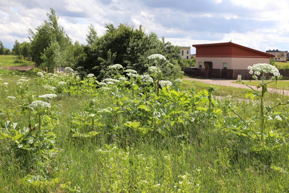 Vilniaus kovai su Sosnovskio barščiu – 92 tūkst. eurų