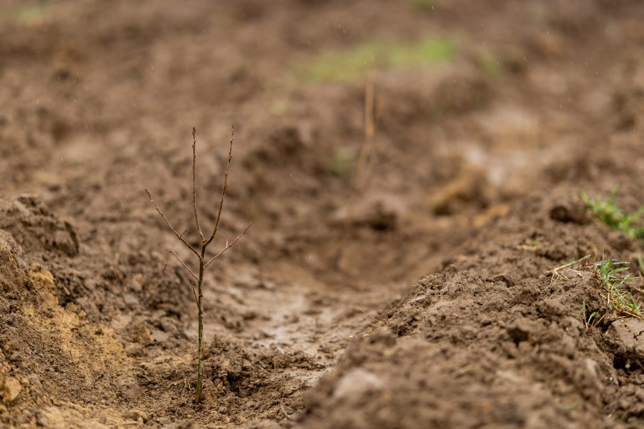 Nacionaliniame miškasodyje pasodinta daugiau nei šimtas girių 