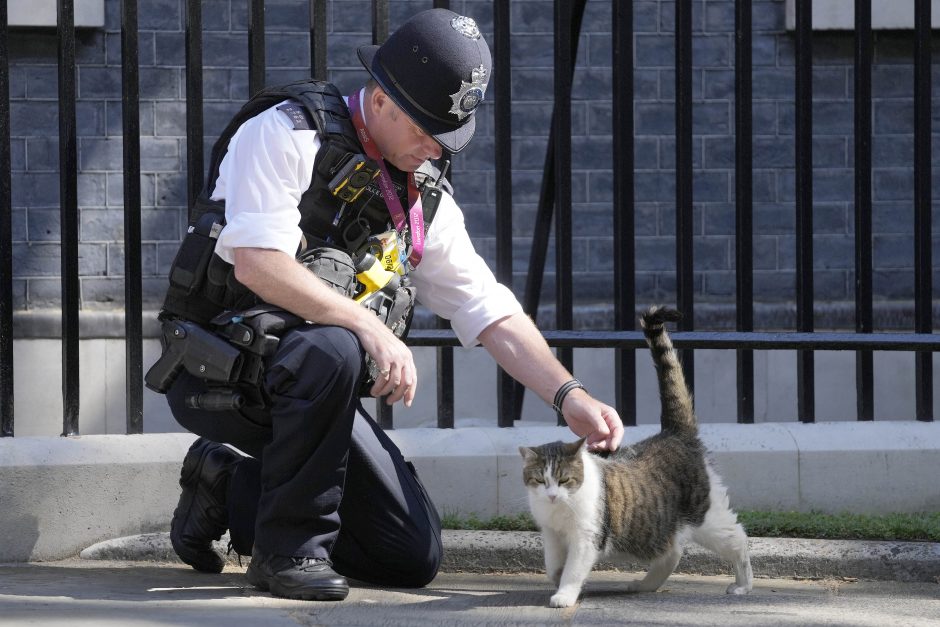 Dauningo gatvės katinas įpainiotas į politines kovas dėl jo rezidencijos