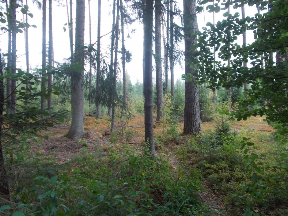 Dalyje Lietuvos – aukščiausias miškų gaisringumo pavojus
