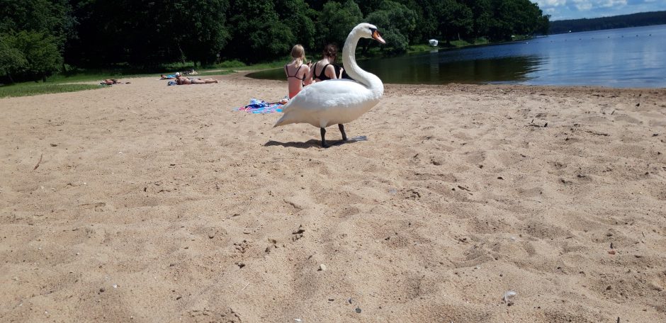 Kauno marių paplūdimio poilsiautojus stebina drąsi gulbė