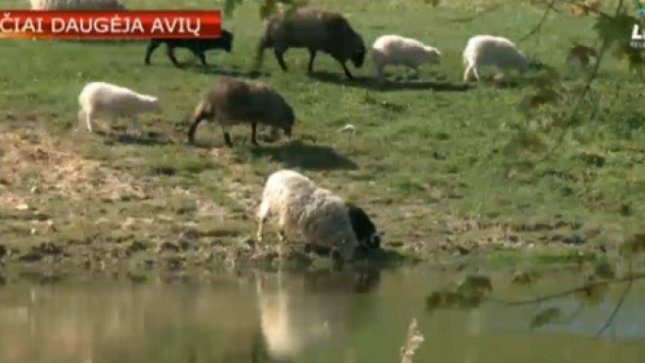 Lietuviai tikisi uždirbti iš avių, kurių pasaulyje – vos 5000
