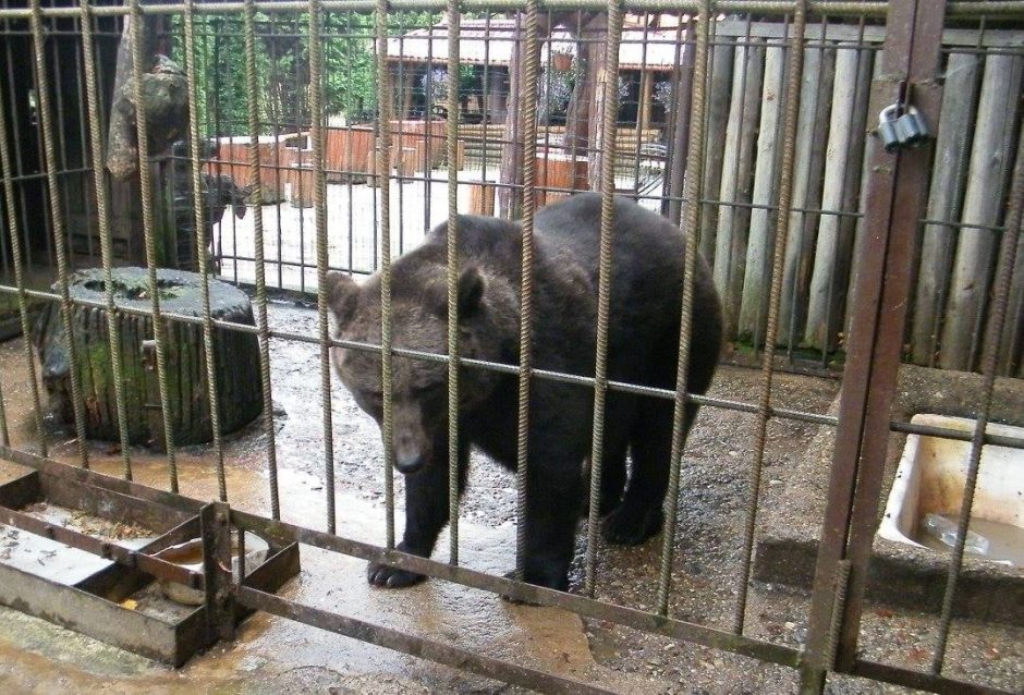 Meškutė Maja iš pakelės baro Kelmės rajone perkelta į meškų rezervatą Vokietijoje