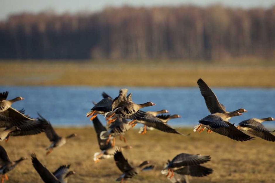 Sparnuočių pasitikti kviečia į paukščių rojų