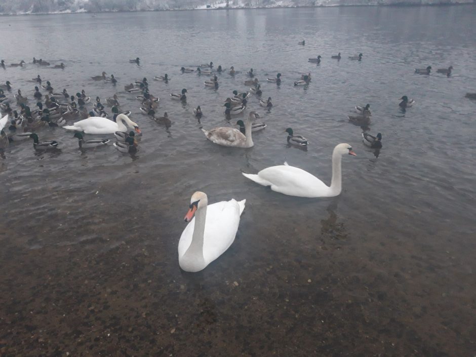 Estijoje aptikta gulbė, užsikrėtusi paukščių gripu, Latvijoje užsikrėtė dar 4 paukščiai 