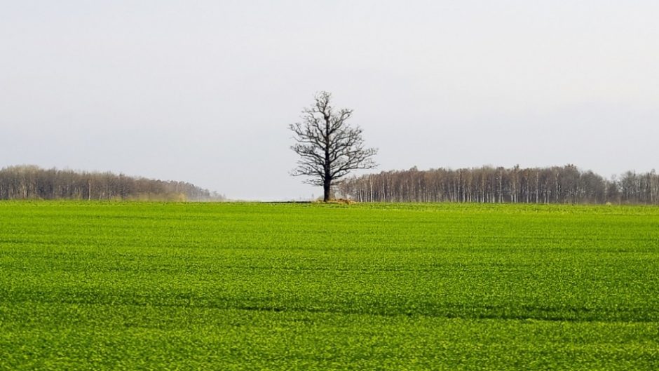 Kuo skiriasi žemės ir žemės nuomos mokesčiai?