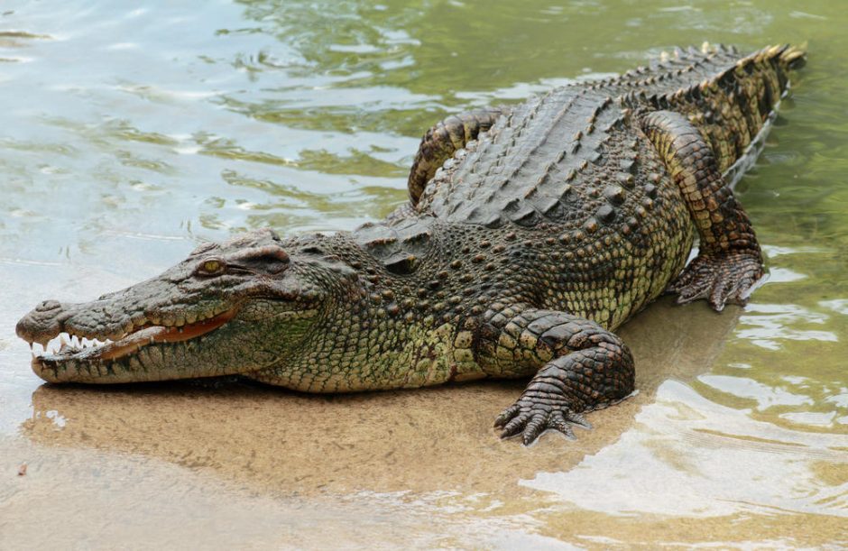 Zoologijos sode poruodamasi užduso retos rūšies krokodilų patelė  