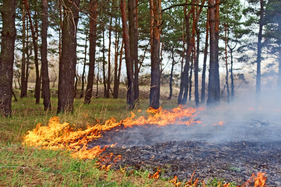 Kiekviename išdegintame plote – milijonai gyvybių