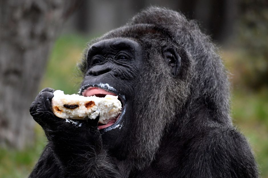 Viena seniausių gorilų gimtadienį švenčia skanaudama tortą