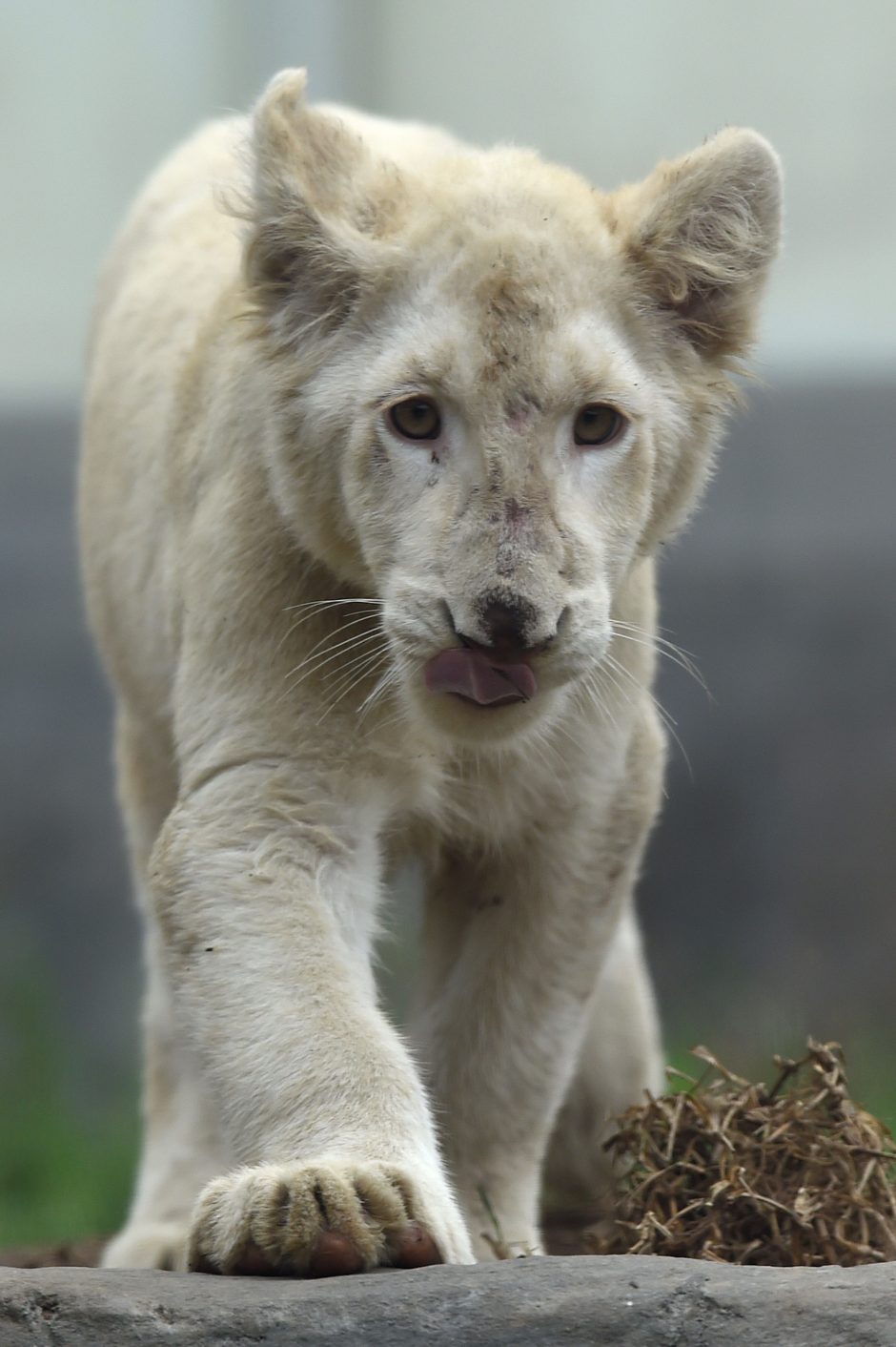 Zoologijos sode pristatyti du itin retų baltųjų liūtų jaunikliai