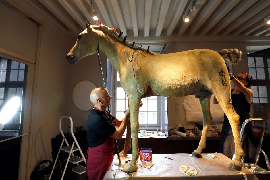 Paryžiuje restauruojama Napoleono žirgo iškamša