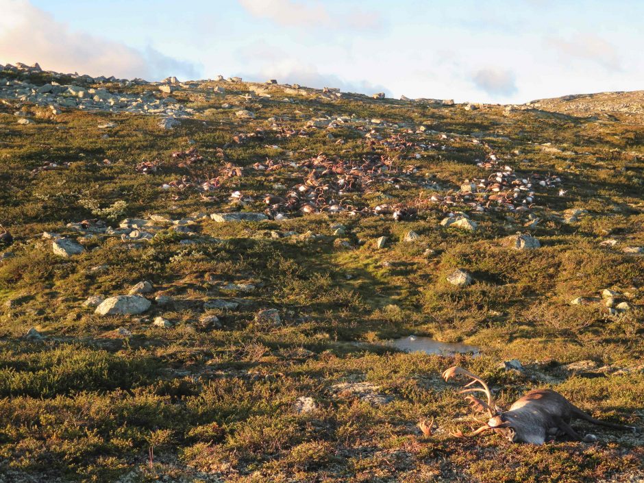 Norvegijoje žaibas užmušė per 300 šiaurinių elnių