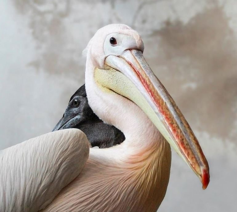 Zoologijos sode išsirito rausvųjų pelikanų jauniklis