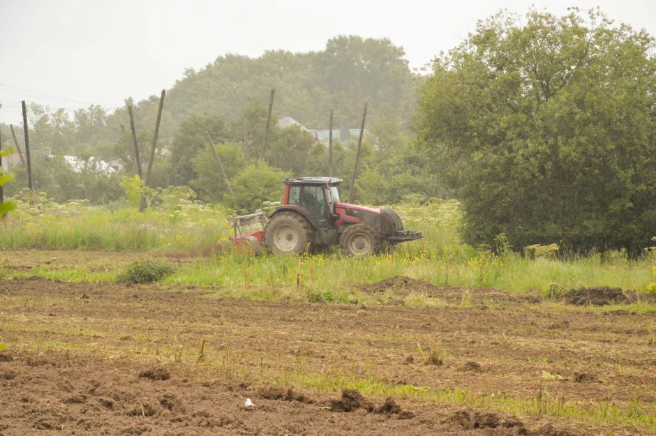 Kovai su Sosnovskio barščiais – efektyvesnės priemonės