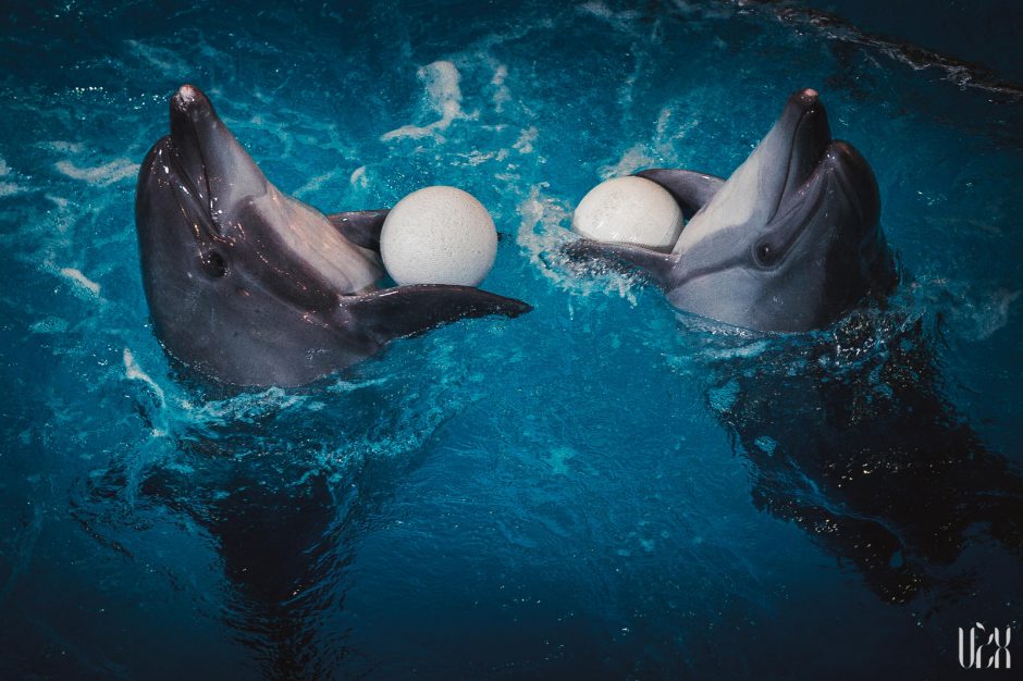 M. Melmanas: pasirodymus su delfinais mintyse repetuoju net lovoje 