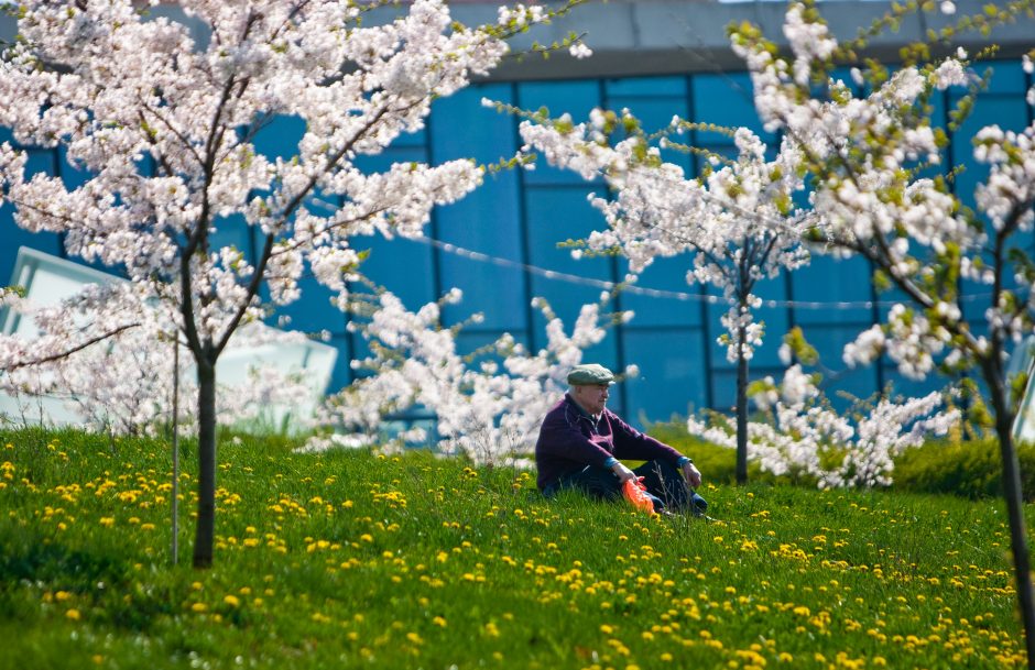 Japonija dvelkiančias sakuras gali auginti kiekvienas