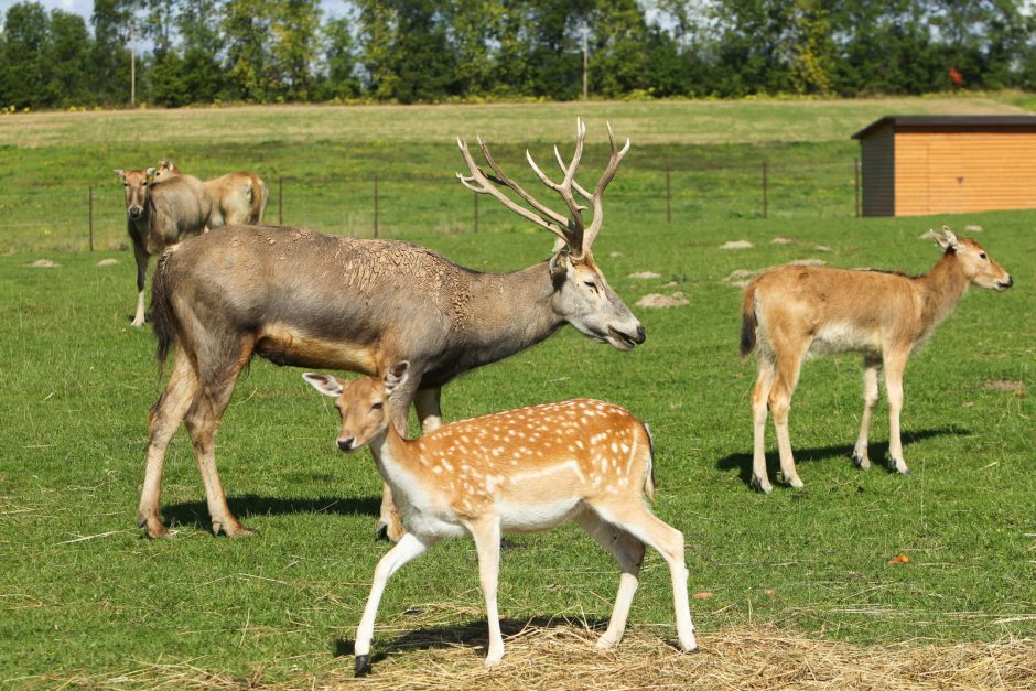 Vagys prapjovė tvorą – dingo vertingi danieliai