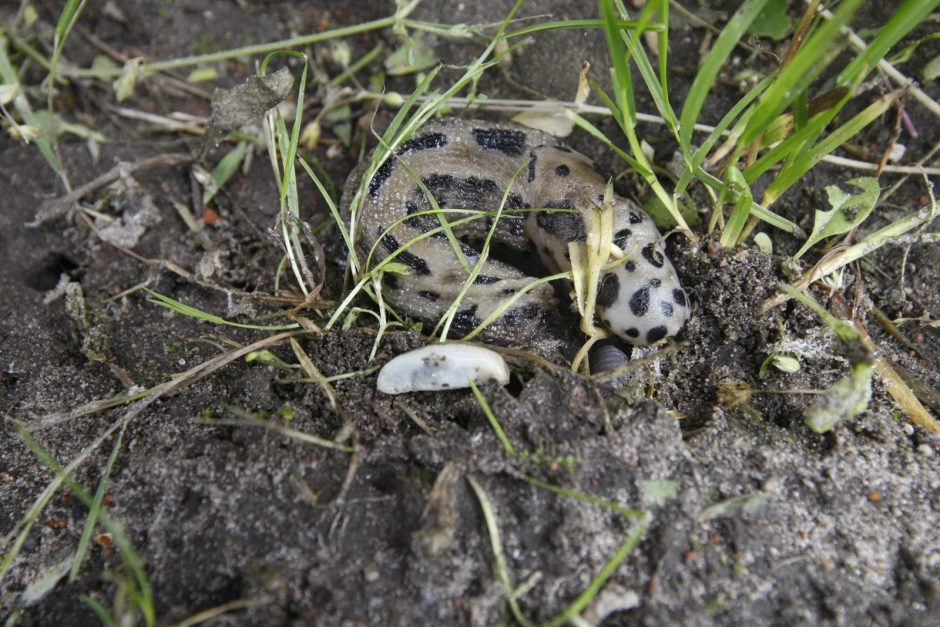 Paniką sodininkams sėja šliužų antplūdis