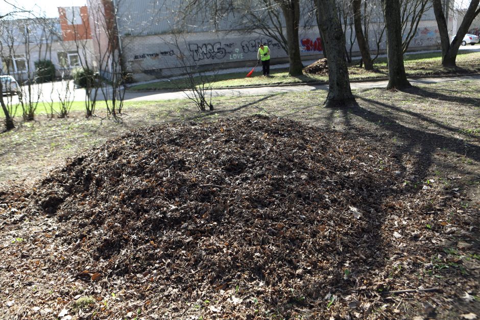 Pradėjo grėbti pernykščius lapus