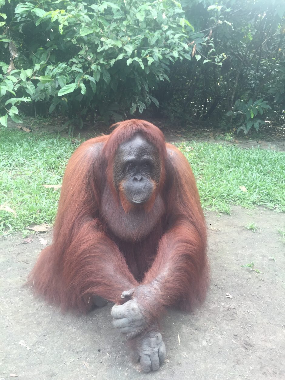 Trys savaitės pas Džiunglių karalienės miško žmones ir orangutanus