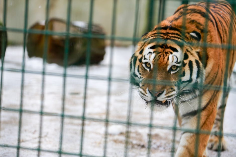 Kaip už 11 mln. eurų pasikeis Lietuvos zoologijos sodas?