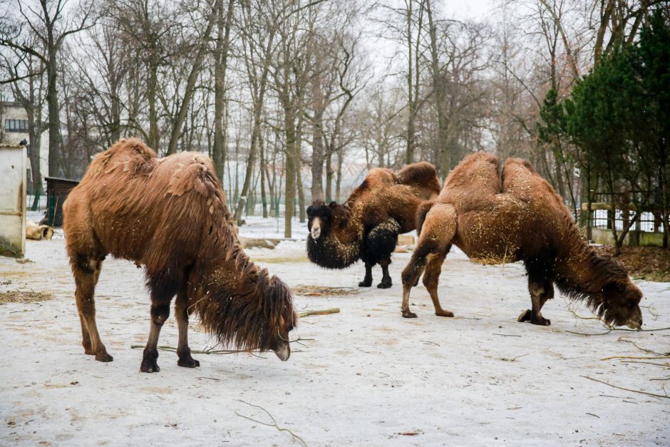Kaip už 11 mln. eurų pasikeis Lietuvos zoologijos sodas?